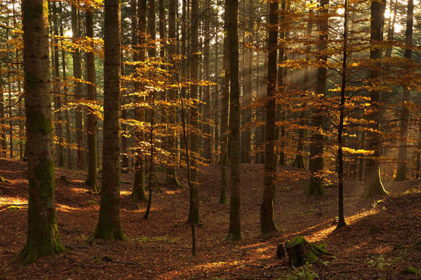 Il Parco Nazionale delle Foreste Casentinesi